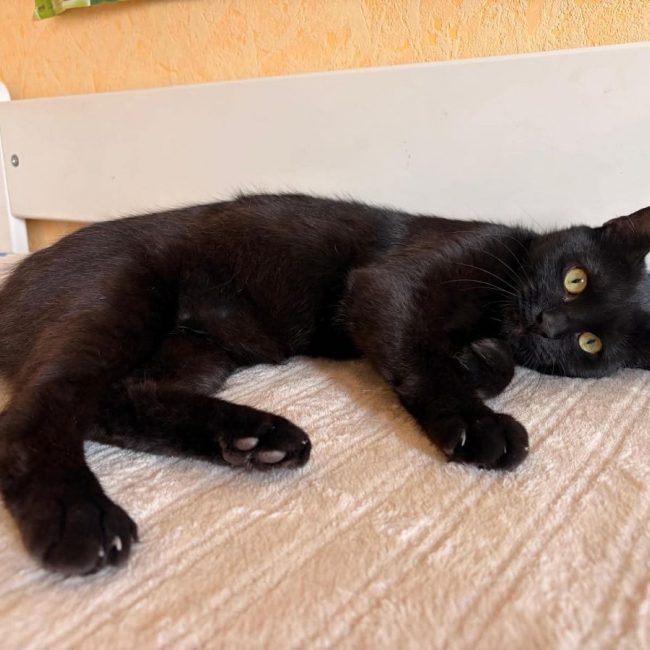 Moka - Chat Européen à adopter