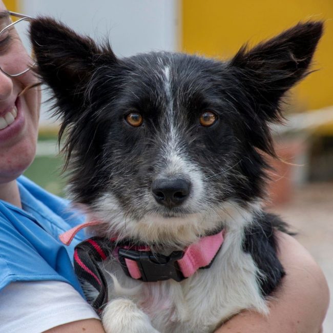 Temu - Chien Border Collie à adopter