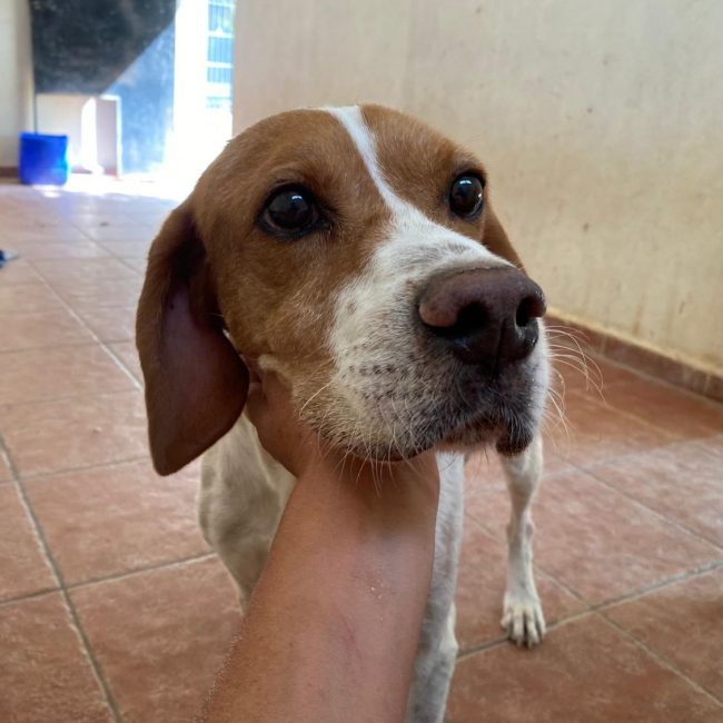 Blanco - Chien Pointer Anglais à adopter