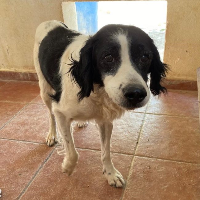 Luna - Chien à adopter
