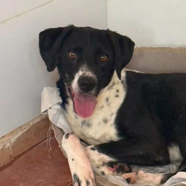 Morgan - Chien à adopter