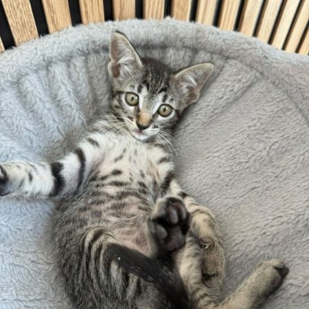 JUANA - Chat à adopter
