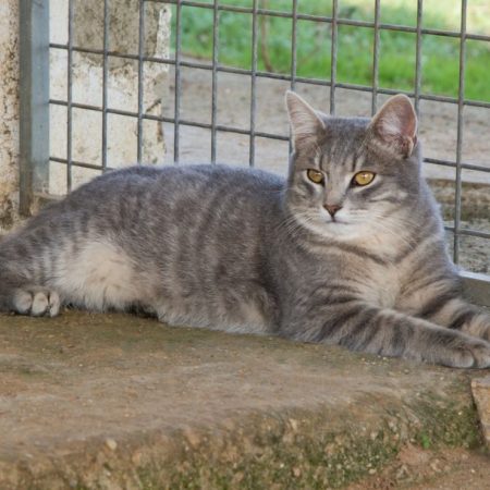 FENDI - Chat à adopter