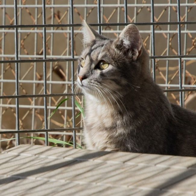 FENDI - Chat à adopter