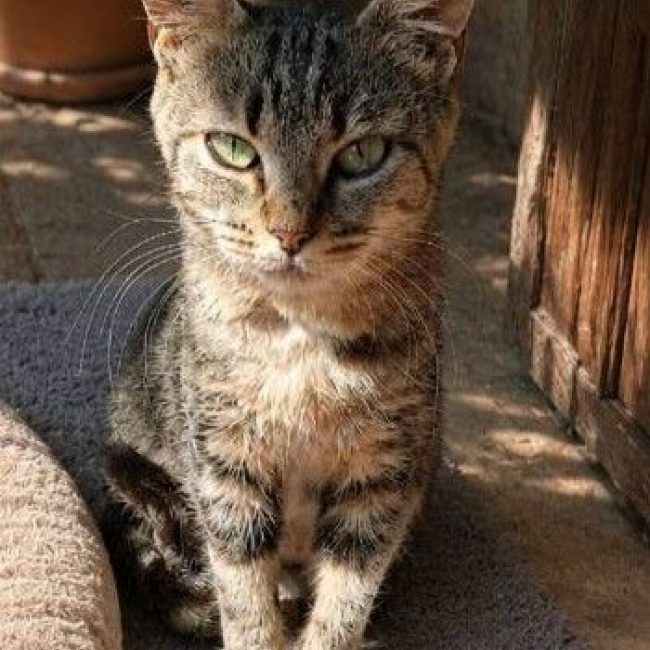 Clochette - Chat Européen à adopter