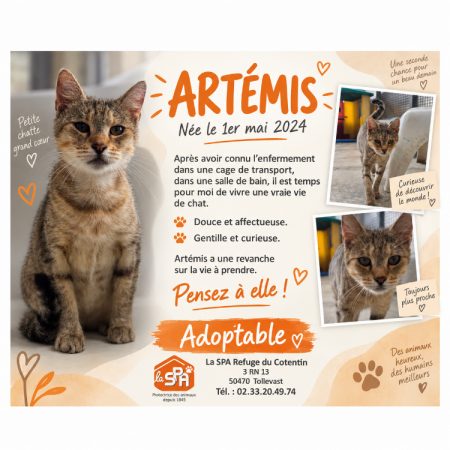 Artemis - Chat Européen à adopter