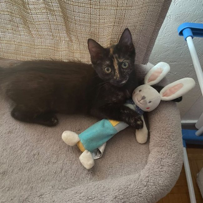 PEGGY - Chat à adopter