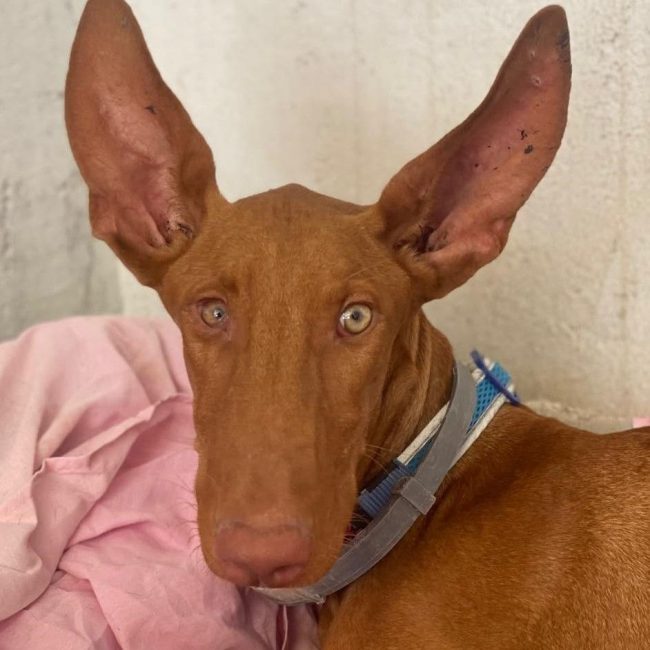 Iggy - Chien Podenco Canario à adopter