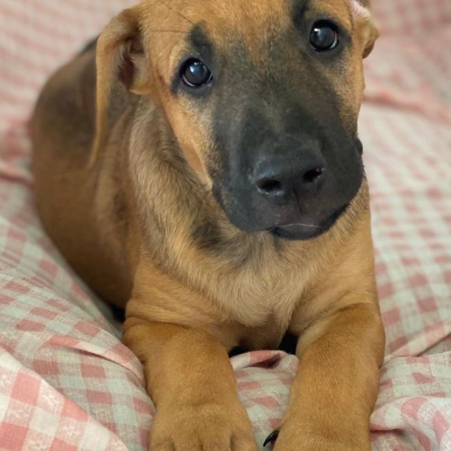 Libia - Chien à adopter