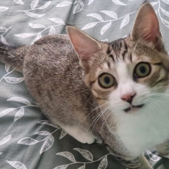 Kinn - Chat Européen à adopter