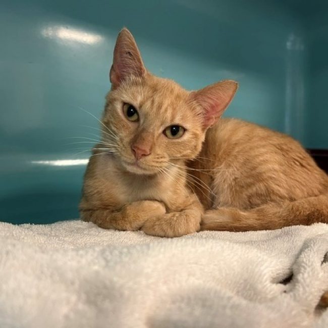 Praline - Chat Européen à adopter