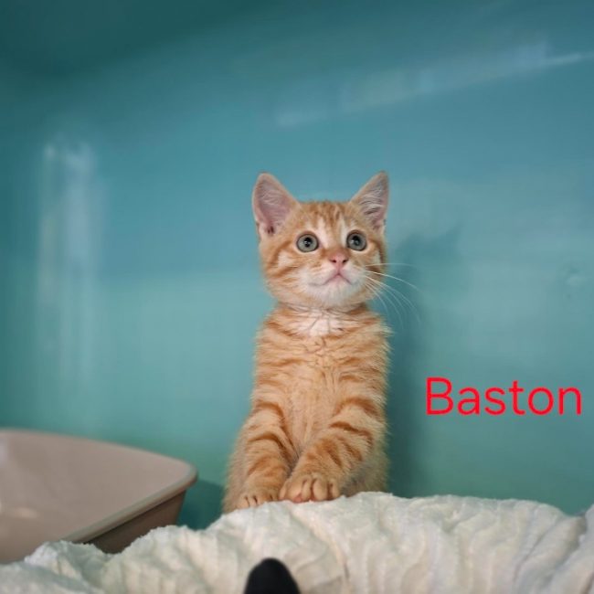 Baston