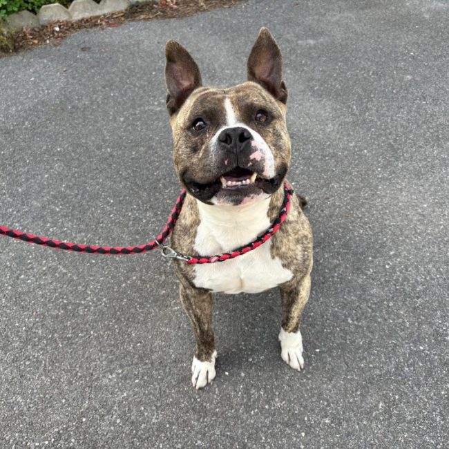 Tyson - Chien à adopter
