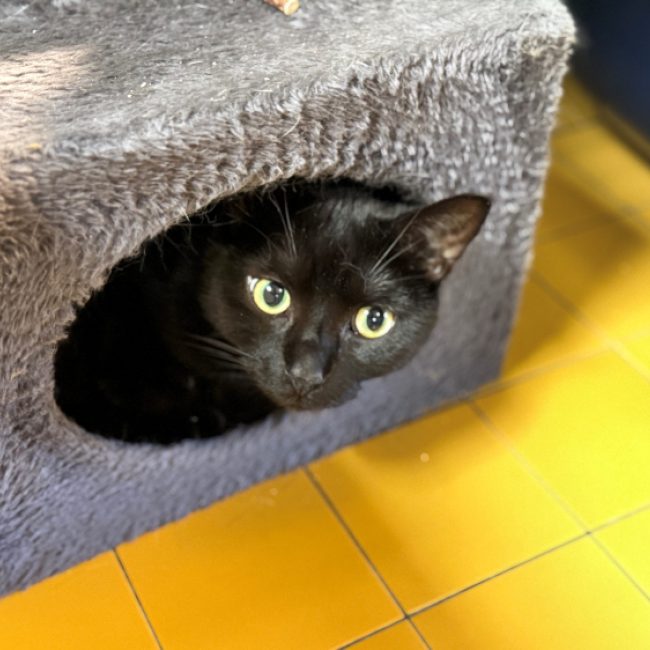 LeÏa - Chat Européen à adopter