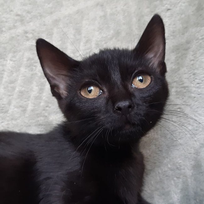 Bowinne - Chat Européen à adopter