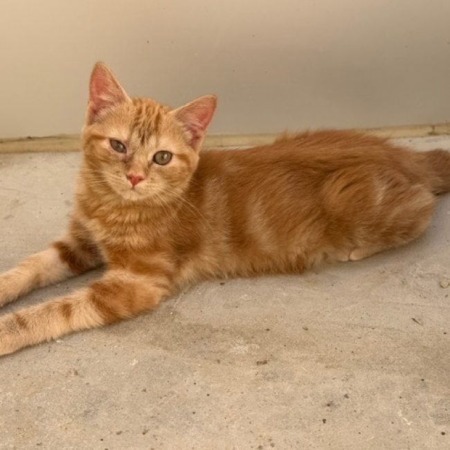 Rickie - Chat Européen à adopter