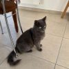 GRISOU - ADOPTION EN COURS