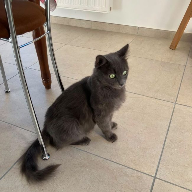 GRISOU - Chat à adopter