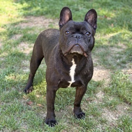 Jack - Chien Bouledogue Français à adopter