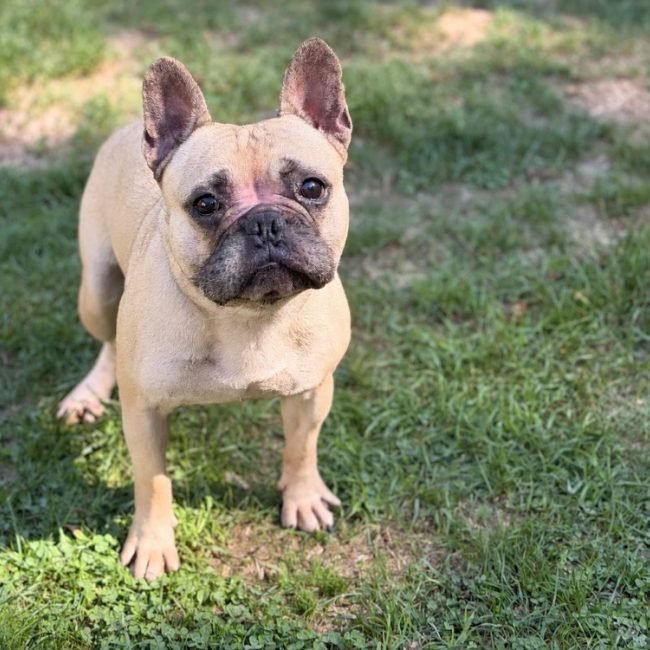 Kiko