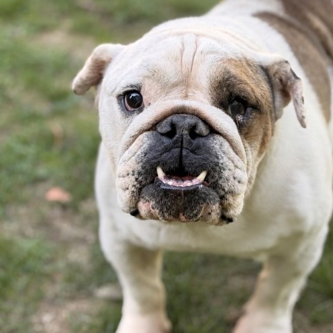 Beautiful - Chien à adopter
