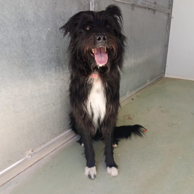 Hamilton - Chien Briquet Griffon Vendéen à adopter