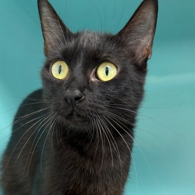 Jobi - Chat Européen à adopter