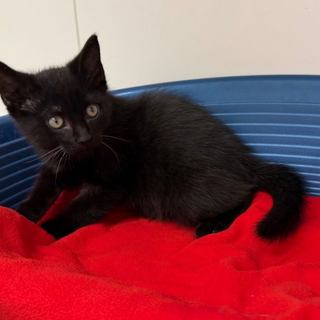 Joba - Chat Européen à adopter