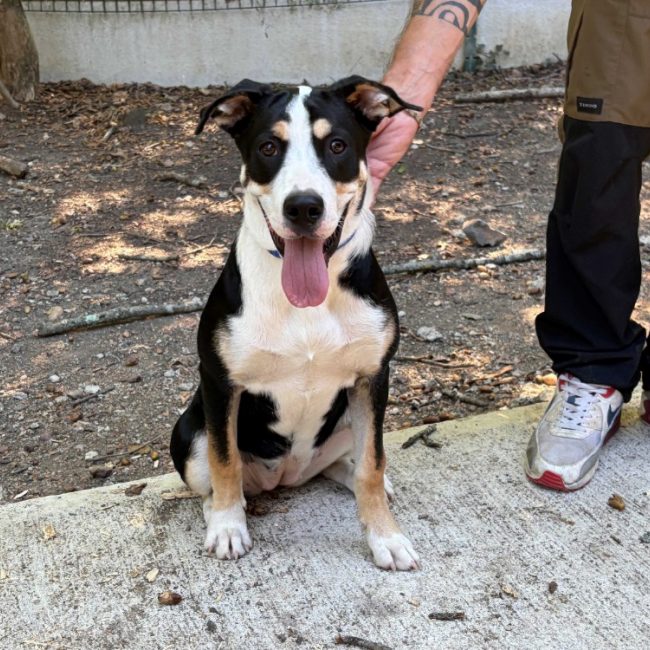 Bahia - Chien à adopter