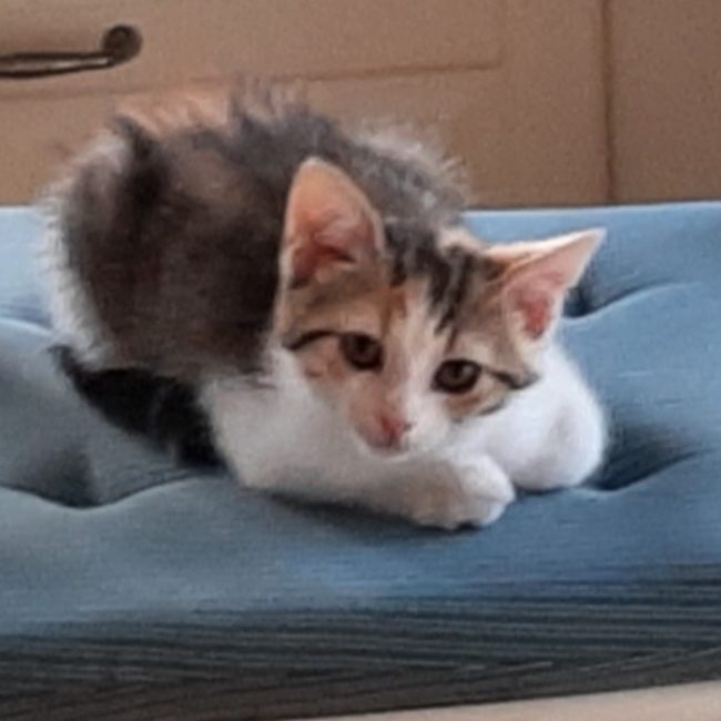 Amy