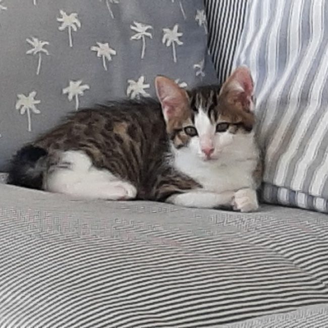 Luna