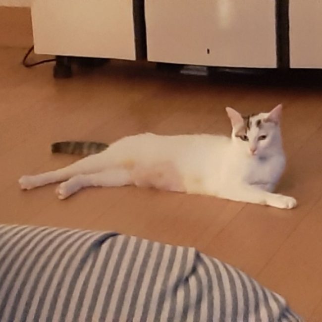 Noisette - Chat Européen à adopter