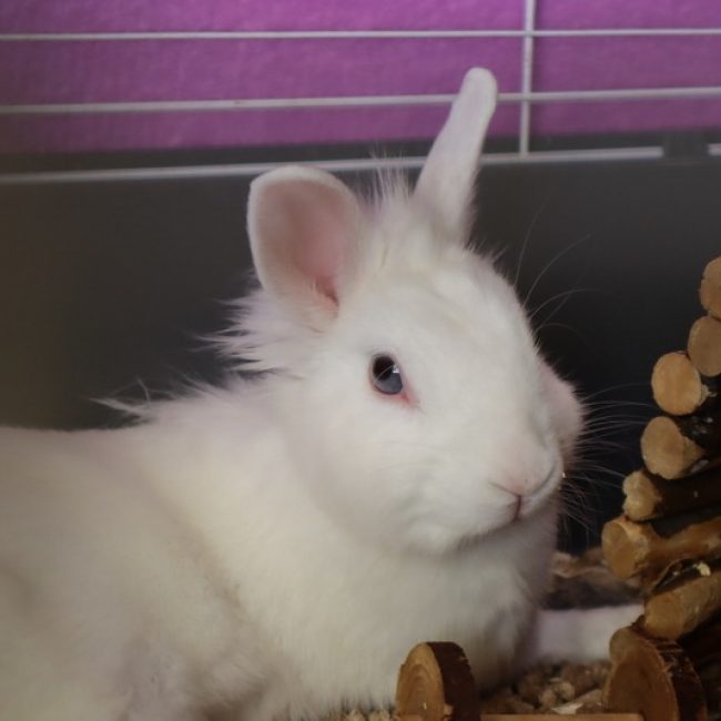 Pin-up - Rongeur Lapin à adopter