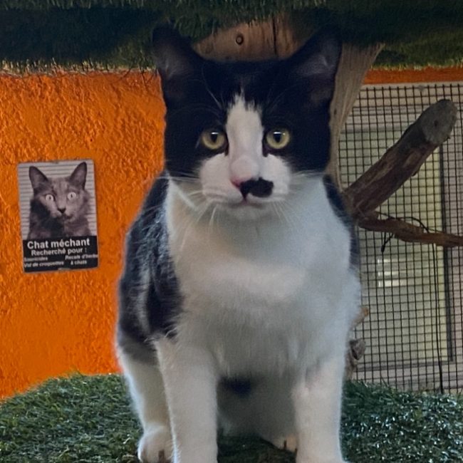 Steeve - Chat Européen à adopter