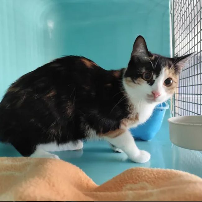 Maria - Chat Européen à adopter