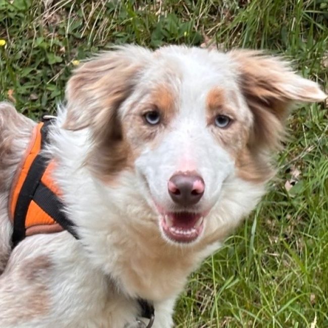 Aurore - Chien Border Collie à adopter