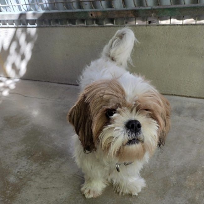 Ramses - Chien Shih Tzu à adopter