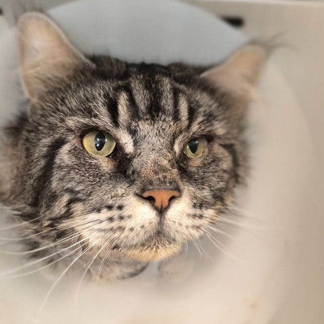 Simba - Chat à adopter
