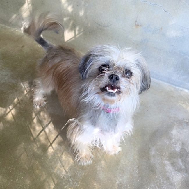 Fifi reservé - Chien Pékinois à adopter