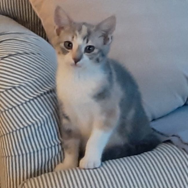 Nala - Chat Européen à adopter