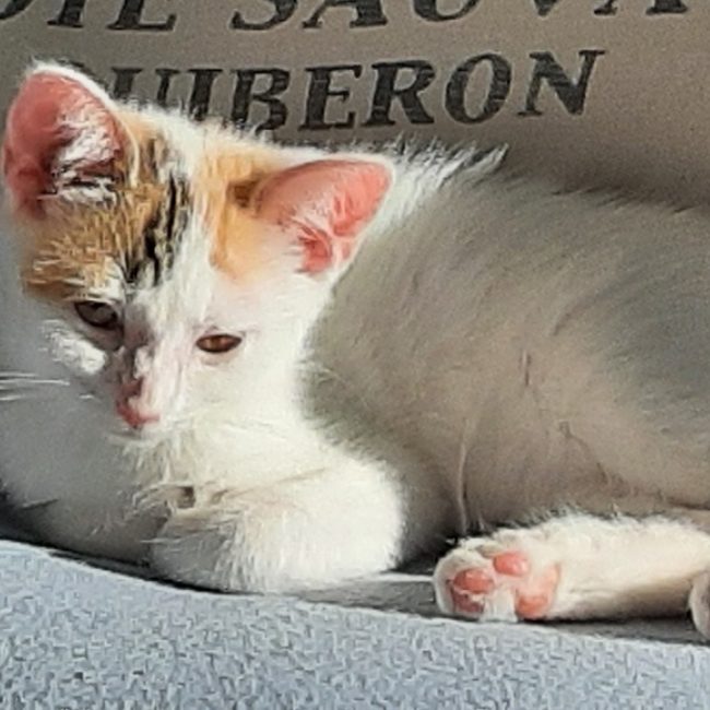 Lili - Chat Européen à adopter