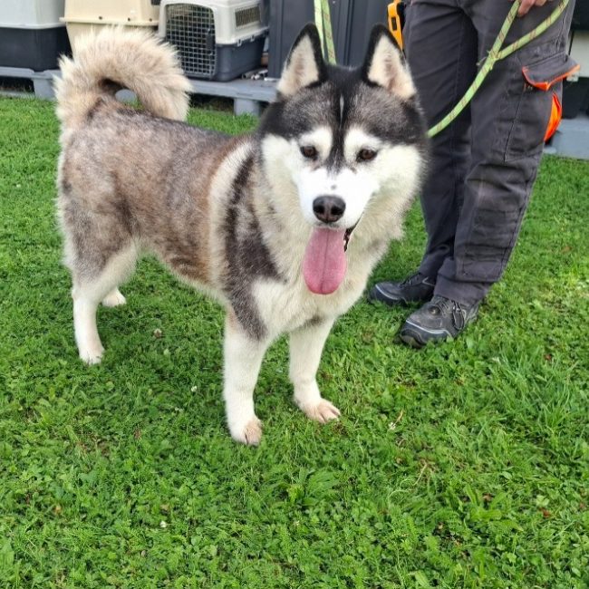 Arkouna - Chien Husky Sibérien à adopter