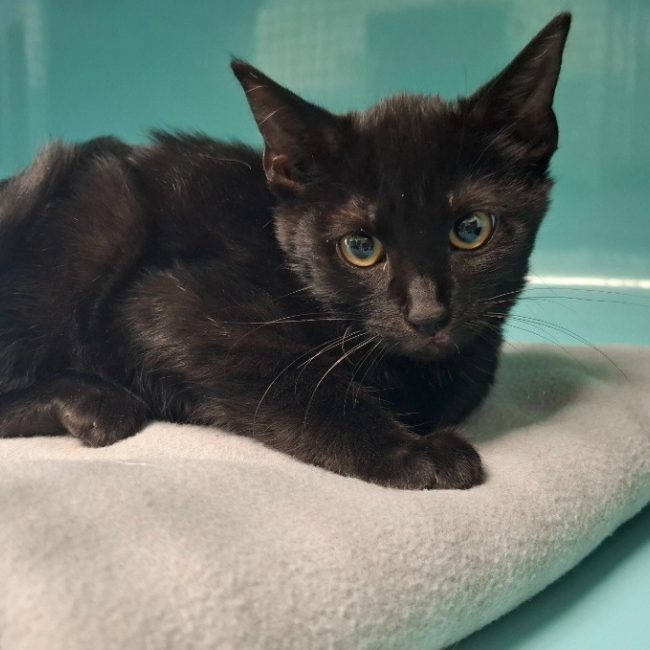 Popeye - Chat Européen à adopter