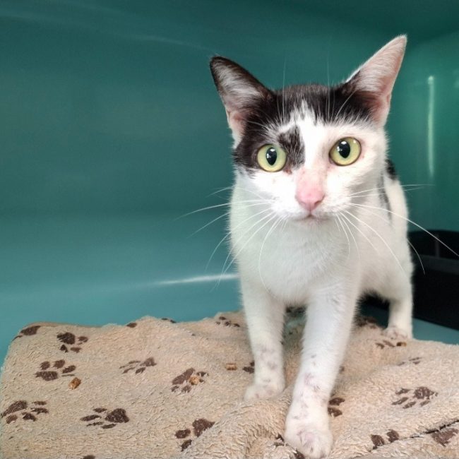 Poppins - Chat Européen à adopter
