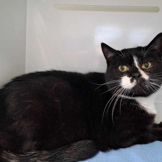 Minette - Chat Européen à adopter