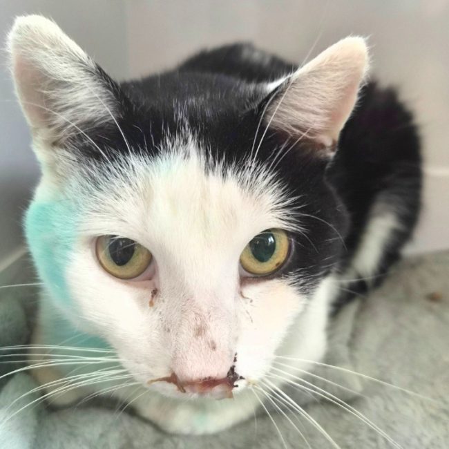 Bilou - Chat Européen à adopter