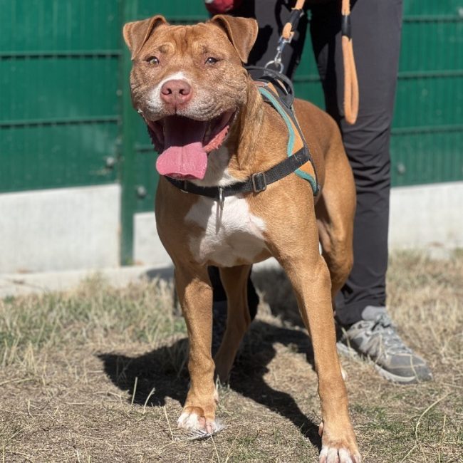 Simba - Chien Bouledogue Américain à adopter