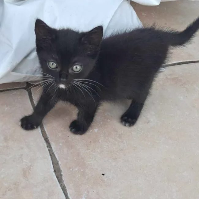 Betty - Chat Européen à adopter