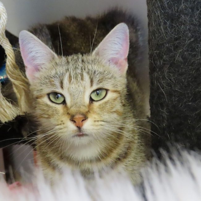 Asnieres - Chat Européen à adopter
