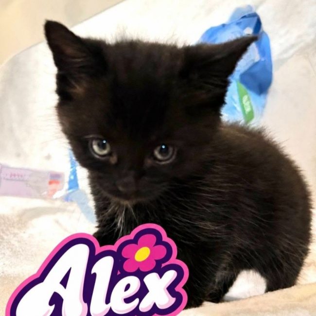 Alex ( Femelle) - Chat Européen à adopter